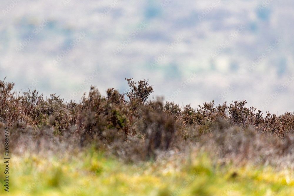 Fototapeta premium Scottish Wilderness