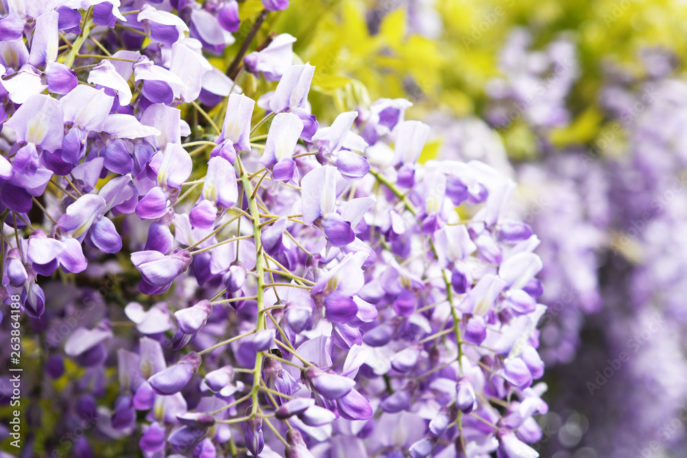 藤の花 藤の花
