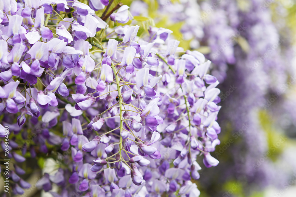 藤の花