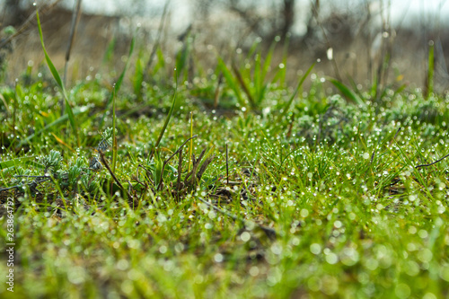 Green grass with dew drops on blurred background. Closeup. Macro of raindrop and bokeh background. Composition of nature.