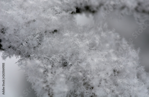 snowflakes in winter day © Nadzeya Kharuk
