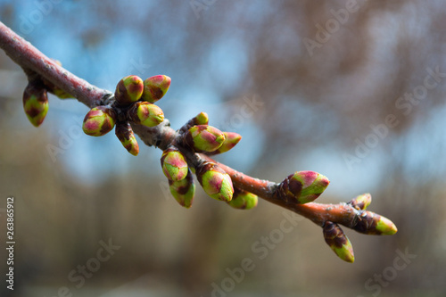 Buds on a tree at the spring time. Swollen buds on trees.