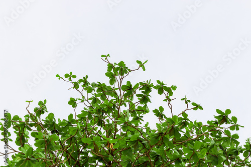 branch with green leaves on white background