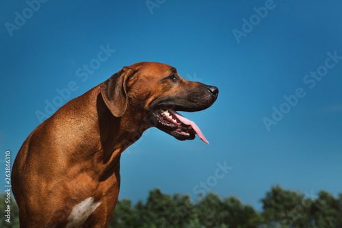 Side view at a rhodesian ridgeback for a walk outdoors on a field