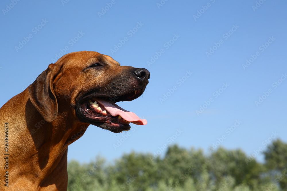 Side view at a rhodesian ridgeback for a walk outdoors on a field Side view at a rhodesian ridgeback for a walk outdoors on a field