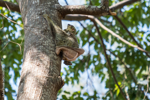 Flying Lemur (Galeopterus variegatus) clings to a tree and rests during the day (nocturnal animal) in Tarutao National Park Thailand.