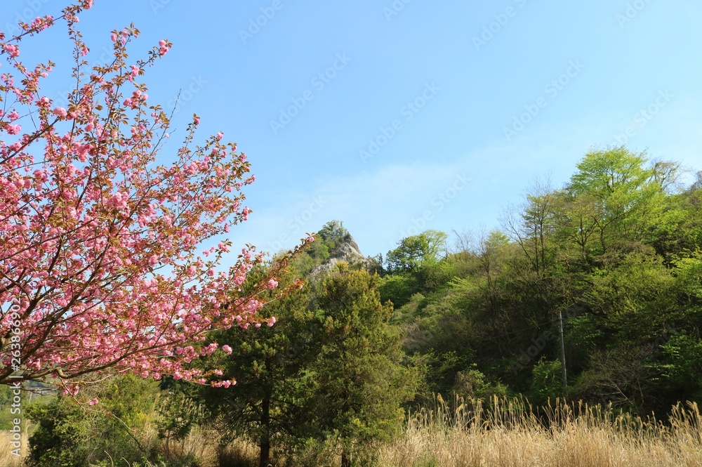 風景　さくら　空　緑　春　杤木