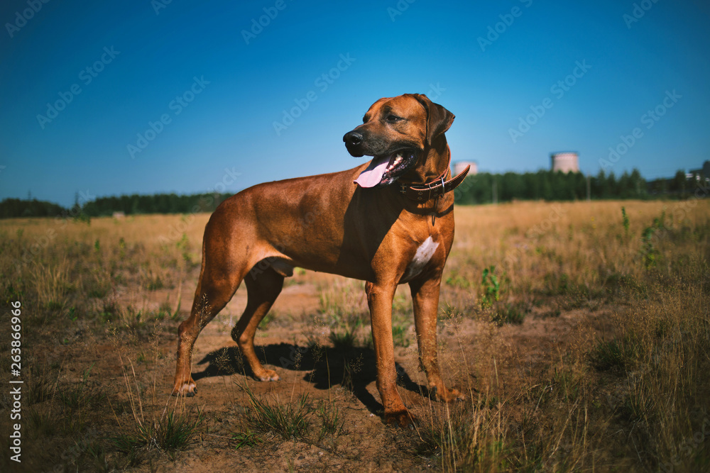 Dog rhodesian ridgeback walk outdoors on a field Dog rhodesian ridgeback walk outdoors on a field