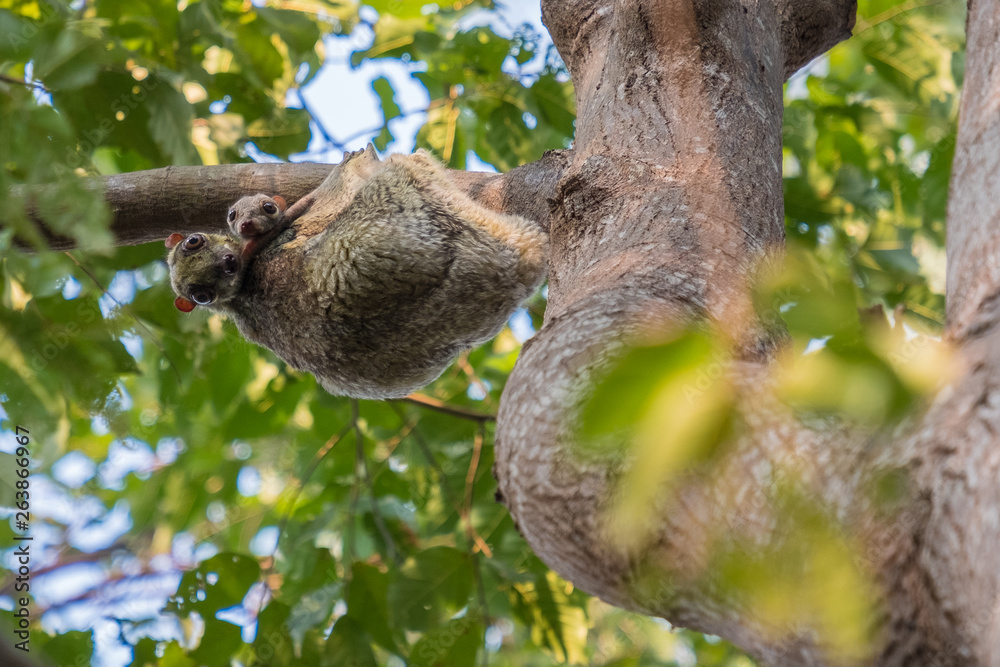 Flying Lemur (Galeopterus variegatus) clings to a tree and rests during the day (nocturnal animal) in Tarutao National Park Thailand.