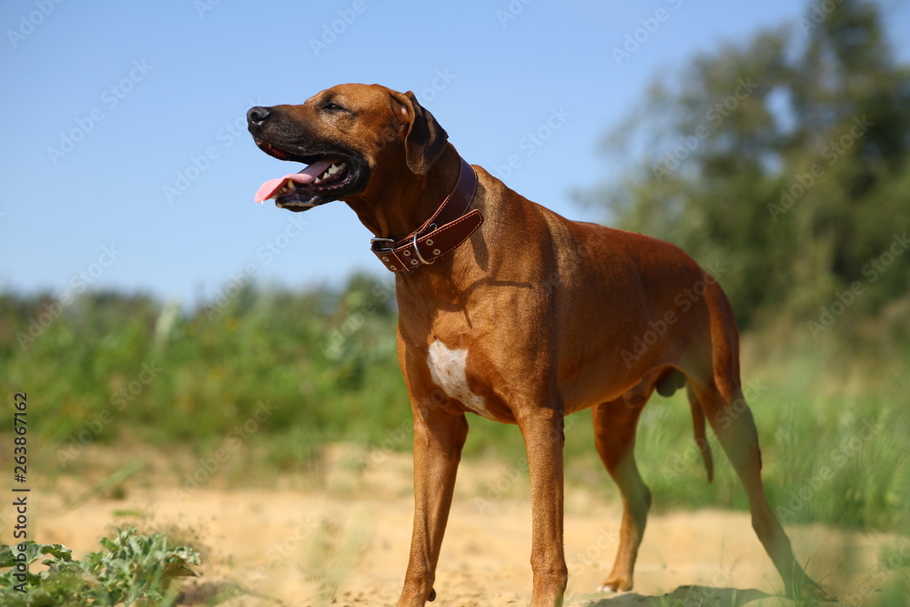 Dog rhodesian ridgeback walk outdoors on a field Dog rhodesian ridgeback walk outdoors on a field