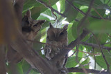 Scolp Owl pair 