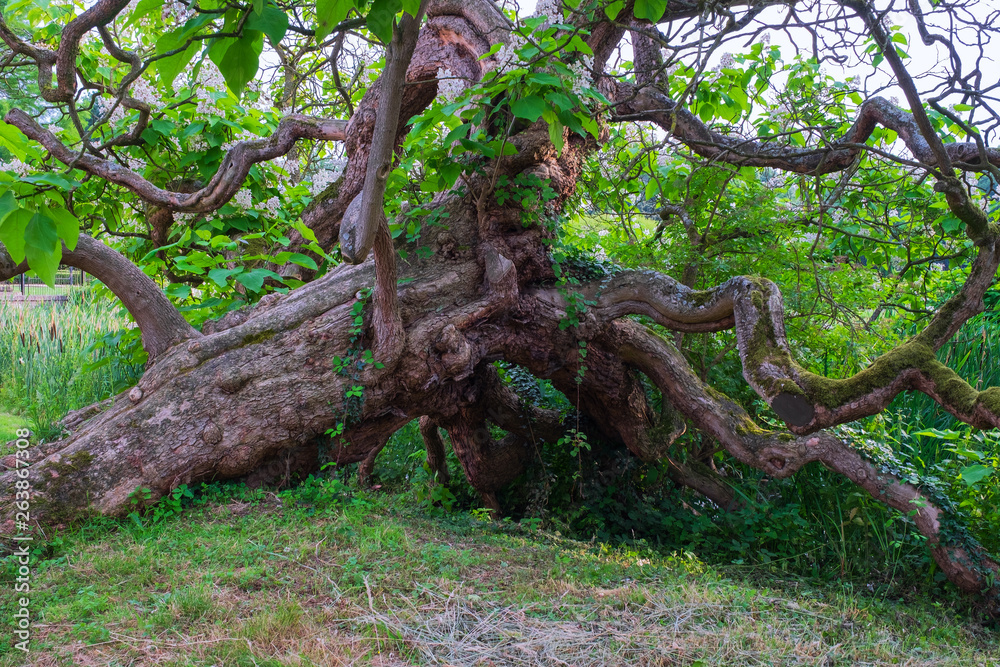 Obraz premium Alter knorriger Baum