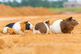 Three cute guinea pigs in the outdoor