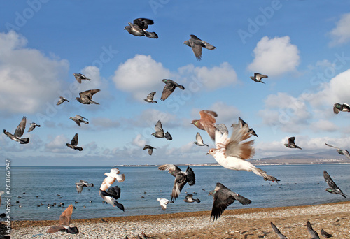 birds fly over the sea