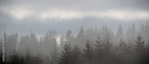 Nebel Wald