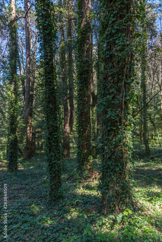 At a Park near an Abandoned Villa in Southern Italy At a Park near an Abandoned Villa in Southern Italy