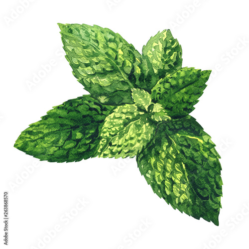 Fresh raw green mint leaves, spearmint, peppermint close up, isolated, hand drawn watercolor illustration on white background