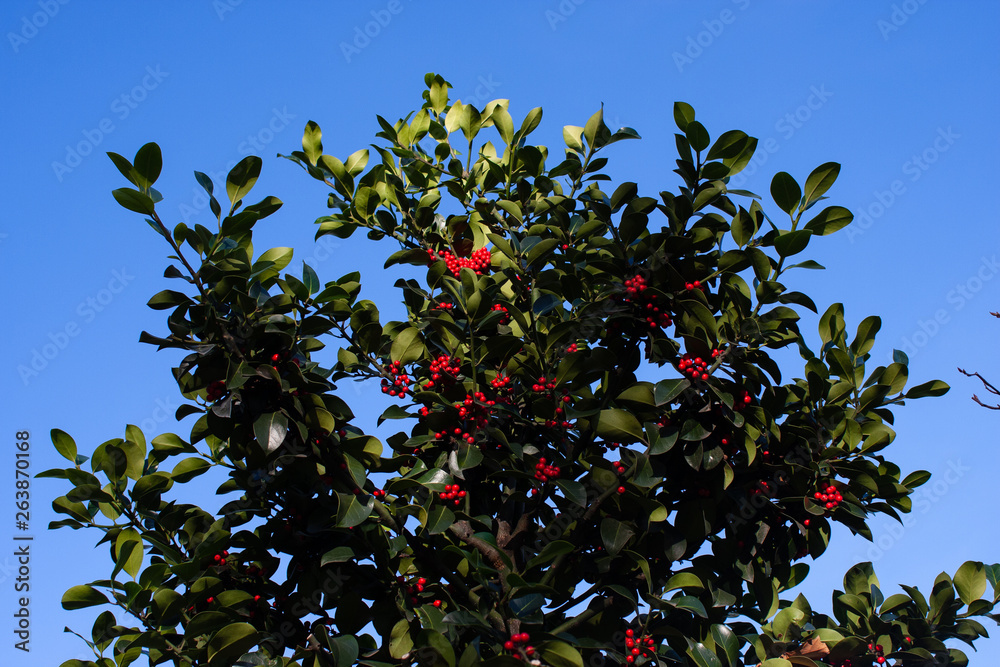 sunlit red berry shrub against blue sky sunlit red berry shrub against blue sky
