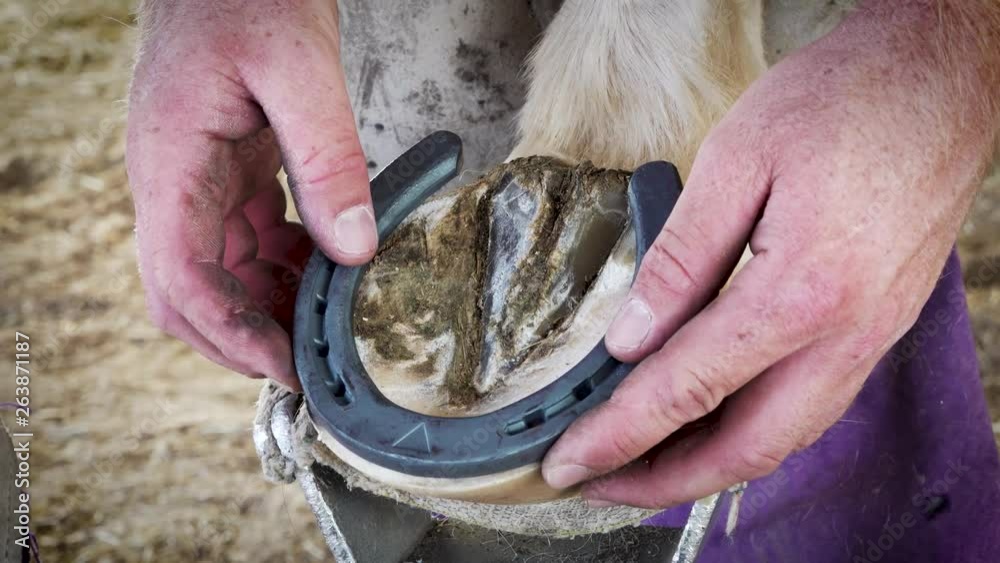 Farrier eyeballing shoe to see how it should fit on the horse's hoof before tapping it on. Stock