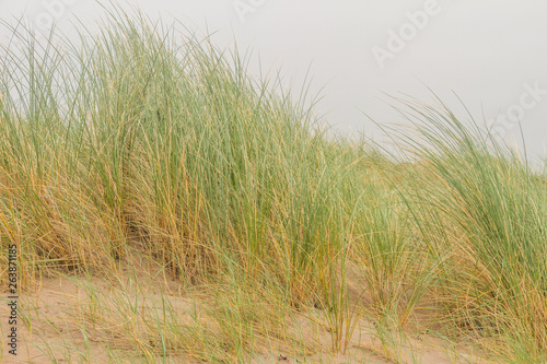 Tall grass on a sand dune