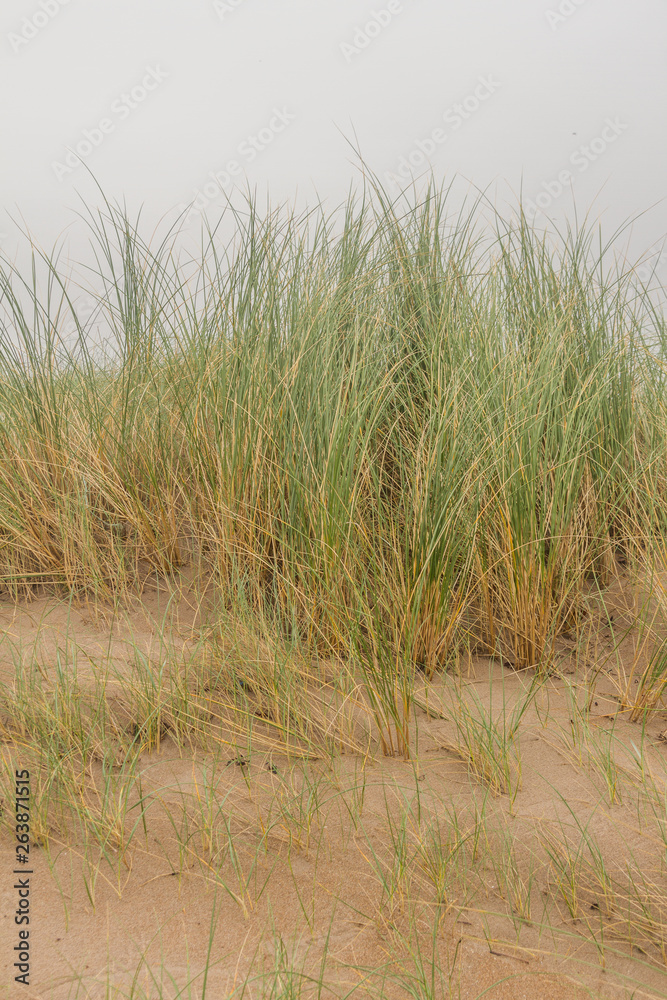 Tall grass on the edge of a beach Tall grass on the edge of a beach