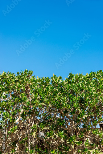 green bush against the blue sky on the whole frame