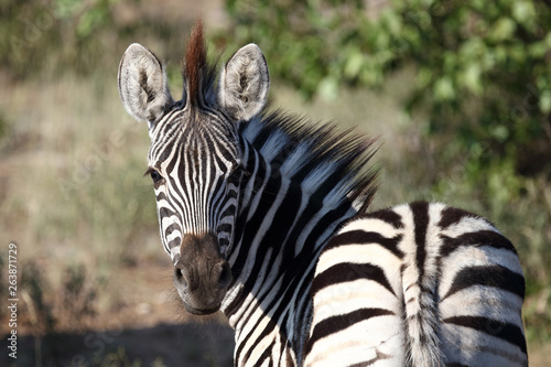 Steppenzebra   Burchell s Zebra   Equus burchellii...