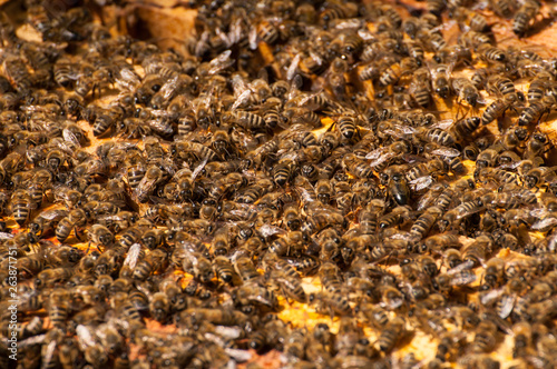 Bees in hive.Apiary.Macro.Insect © finchmaystor