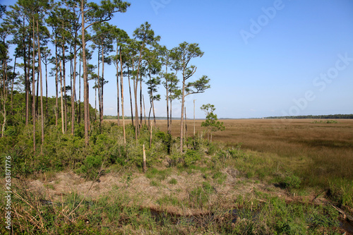 The wetlands of Graveline Bay, Mississippi photo