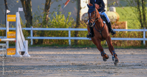 Horse in jumping tournament, photographed in a gallopade between two jumps..