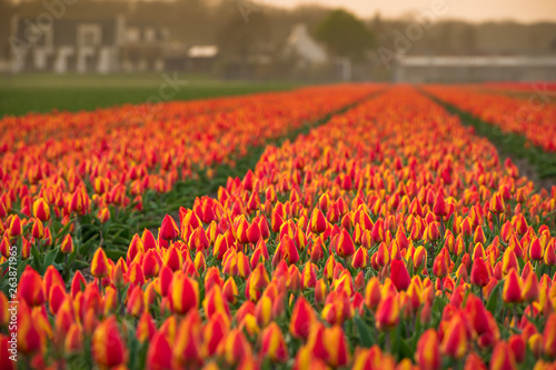 field of red and yellow tulips in sunset