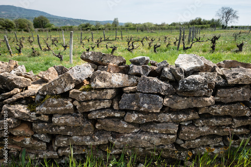 Mur de pierres et ceps de vignes dans le beaujolais photo