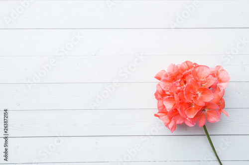 Pelargonium, garden geranium, rose geranium Flower on white wooden background with copy space. selective focus