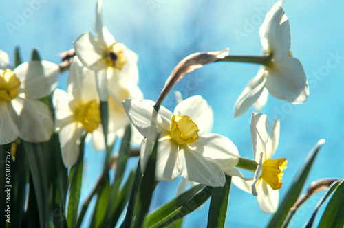 Fototapeta Naklejka Na Ścianę i Meble -  White  and yellow  daffodils flowers on a blue sky background