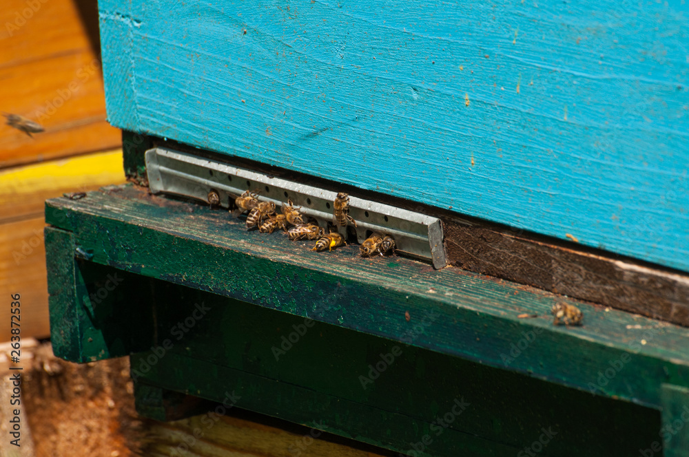 Bees in hive.Apiary.Macro.Insect Bees in hive.Apiary.Macro.Insect