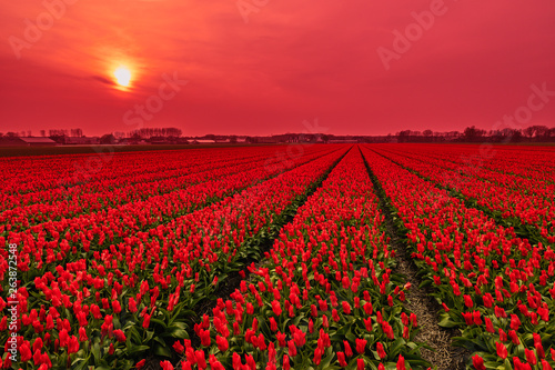 tulip field of red tulips in sunset under red sky