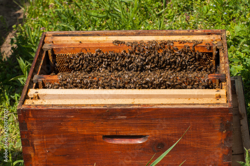 Bees in hive.Apiary.Macro.Insect © finchmaystor