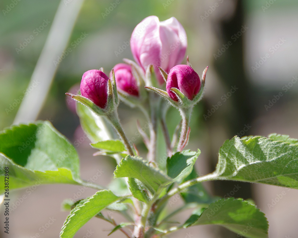 Apple blossom with green leaves. Blooming apple tree. Tree - apple blossomed. Spring flowers.