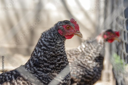 Portrait of a beautiful chicken of black and whitecolor in profile in a natural environment with a beautiful soft bokeh, close-up shot of a macro 