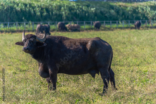 Water Buffalo in Southern Italy