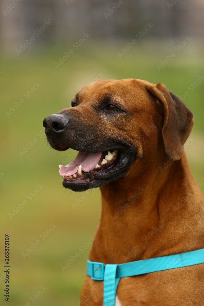 Dog rhodesian ridgeback walk outdoors on a field Dog rhodesian ridgeback walk outdoors on a field