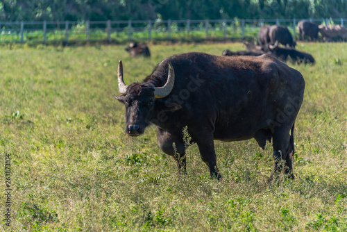Fototapeta Naklejka Na Ścianę i Meble -  Water Buffalo in Southern Italy