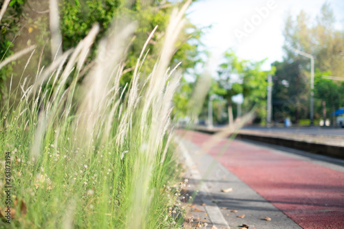 Feather Grass or Needle Grass in field with sunlight and red lane in background, Selective focus