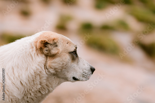 the sad white dog in the nature