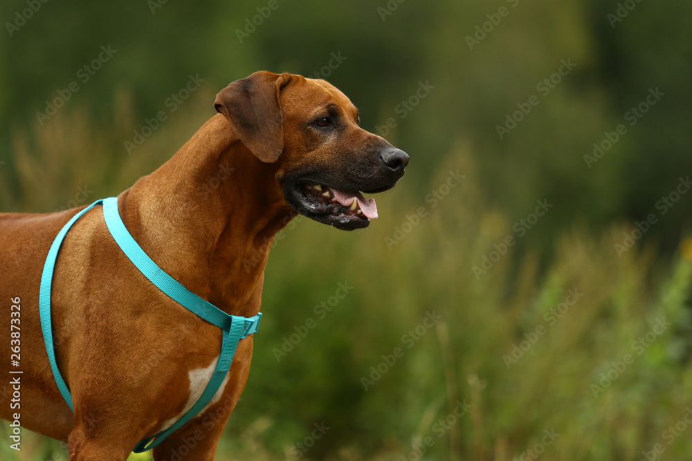 Dog rhodesian ridgeback walk outdoors on a field Dog rhodesian ridgeback walk outdoors on a field