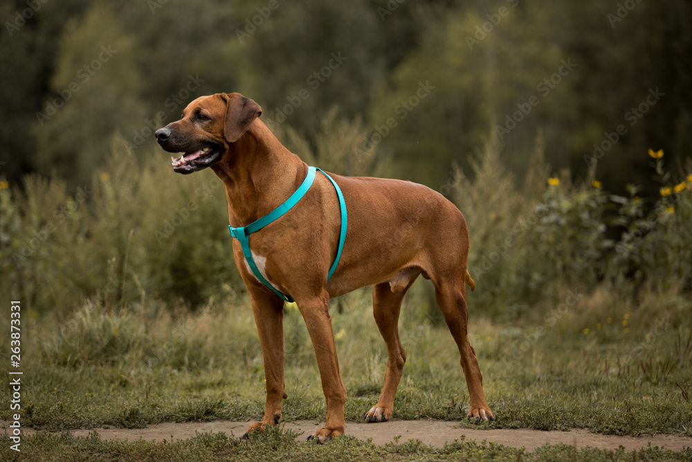 Dog rhodesian ridgeback walk outdoors on a field