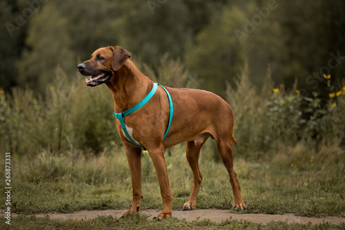 Dog rhodesian ridgeback walk outdoors on a field