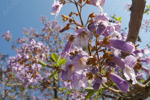 Wisteria against the blue sky. close up