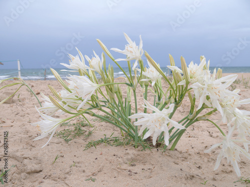 Bush of white flowers on the beach in Tunisia. Pancratium maritimum against the blue sky and sea. day. vertical