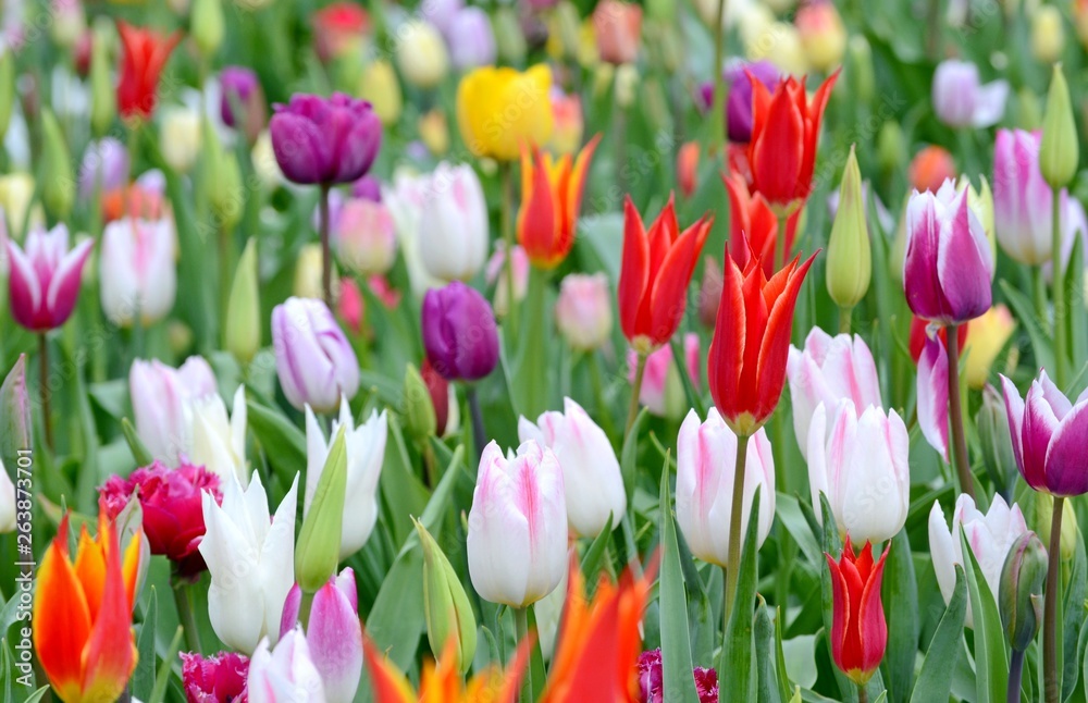 Delicate multicolored tulips bloom on a flower bed in the spring afternoon